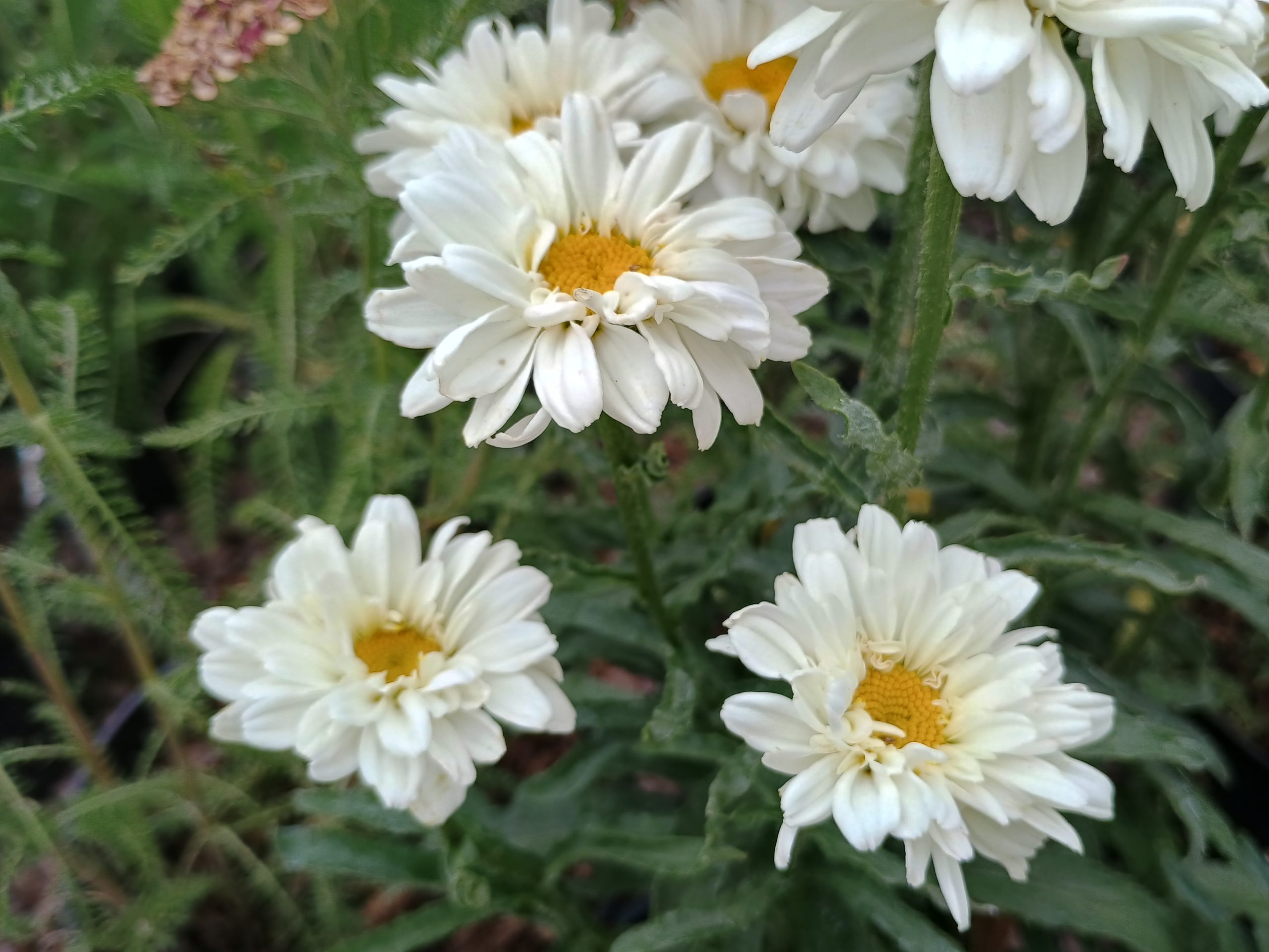 Leucanthemum x superbum 'Victorian Secret'