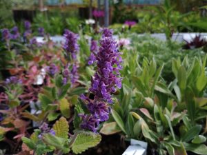 Nepeta × faassenii 'Purrsian Blue'