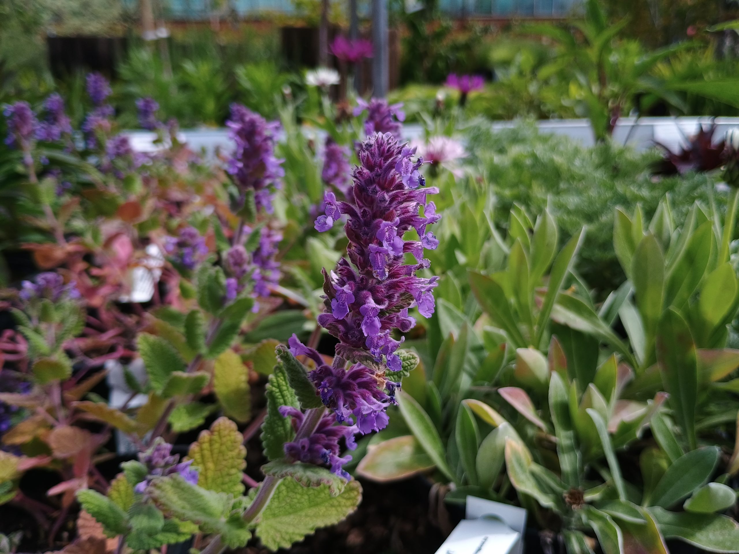 Nepeta × faassenii 'Purrsian Blue'