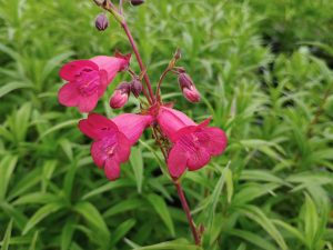 penstemon garnet