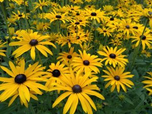 Rudbeckia fulgida var. deamii