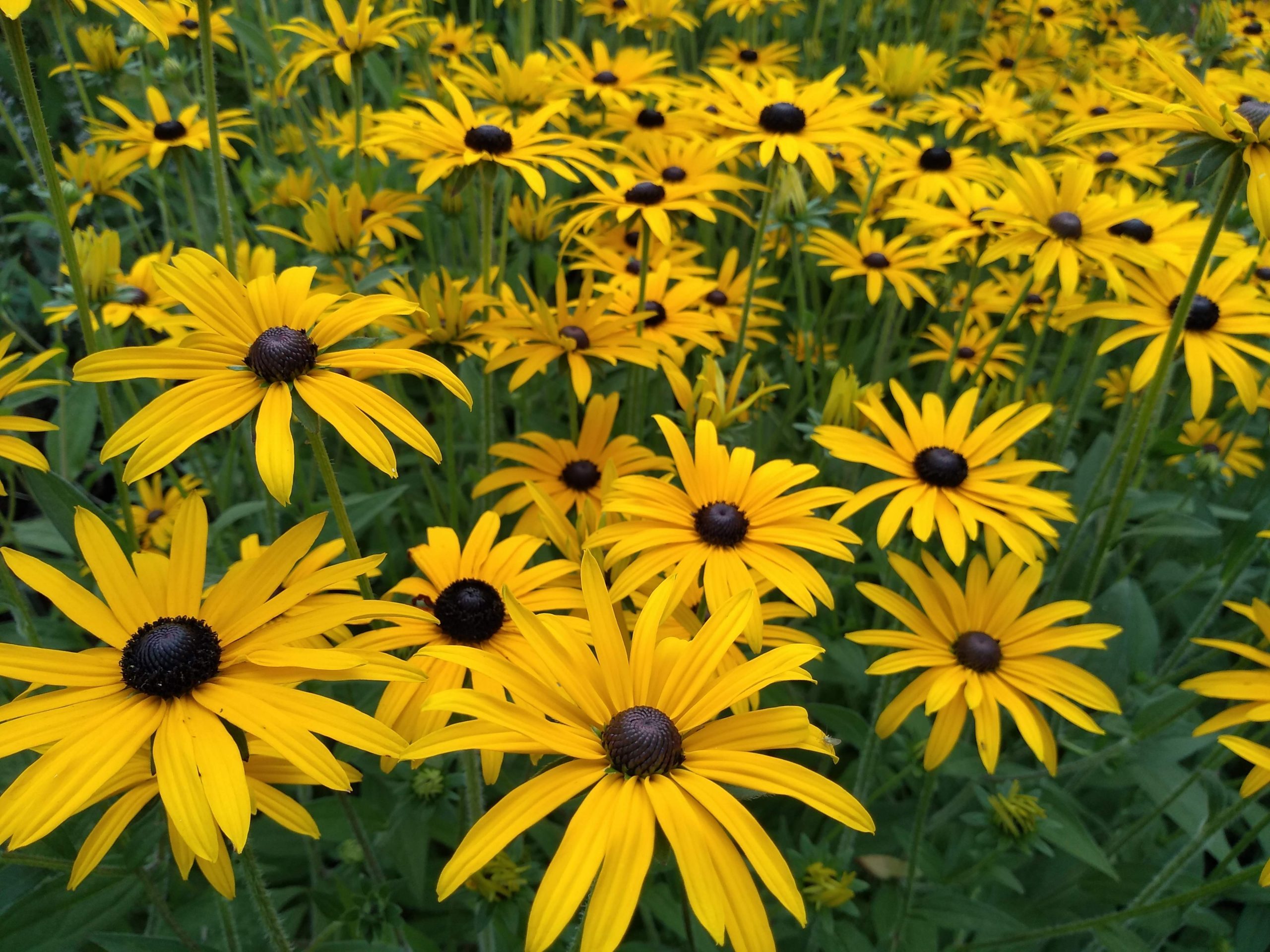 Rudbeckia fulgida var. deamii