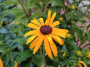 Rudbeckia fulgida var. sullivantii 'Goldsturm'