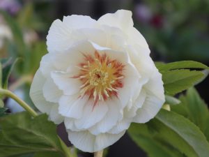 Helleborus x hybridus (Ashwood Evolution Group) Double White, red flush