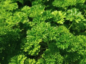 Curly Parsley