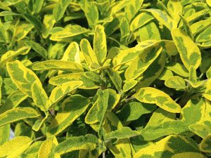 Icterina Sage (Salvia officinalis 'Icterina')