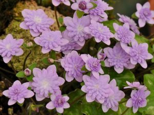 Hepatica japonica var. nipponica f. magna 'Nazuminohana'