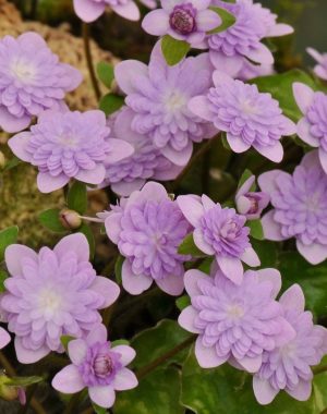Hepatica japonica var. nipponica f. magna ‘Nazuminohana’