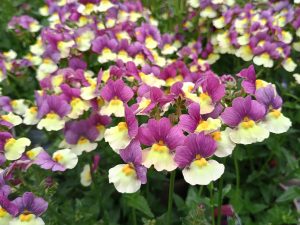 Nemesia Fairy Kisses 'Vanilla Berry'