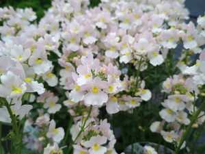 nemesia wisley vanilla