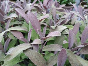 Purple Sage (Salvia officinalis 'Purpurascens')