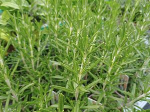 rosemary