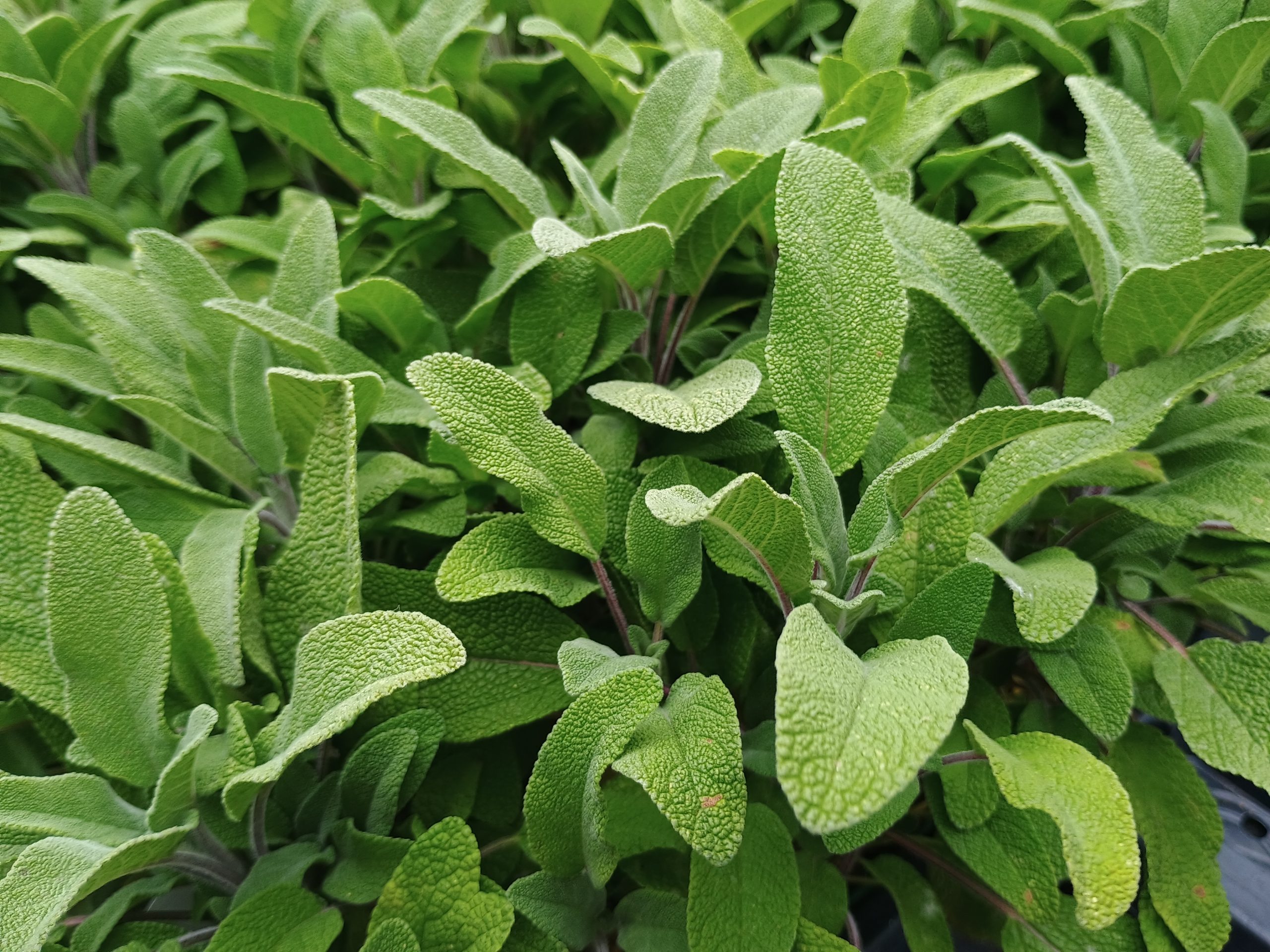 common sage