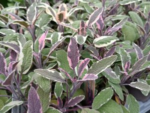 Tricolor Sage (Salvia officinalis 'Tricolor')