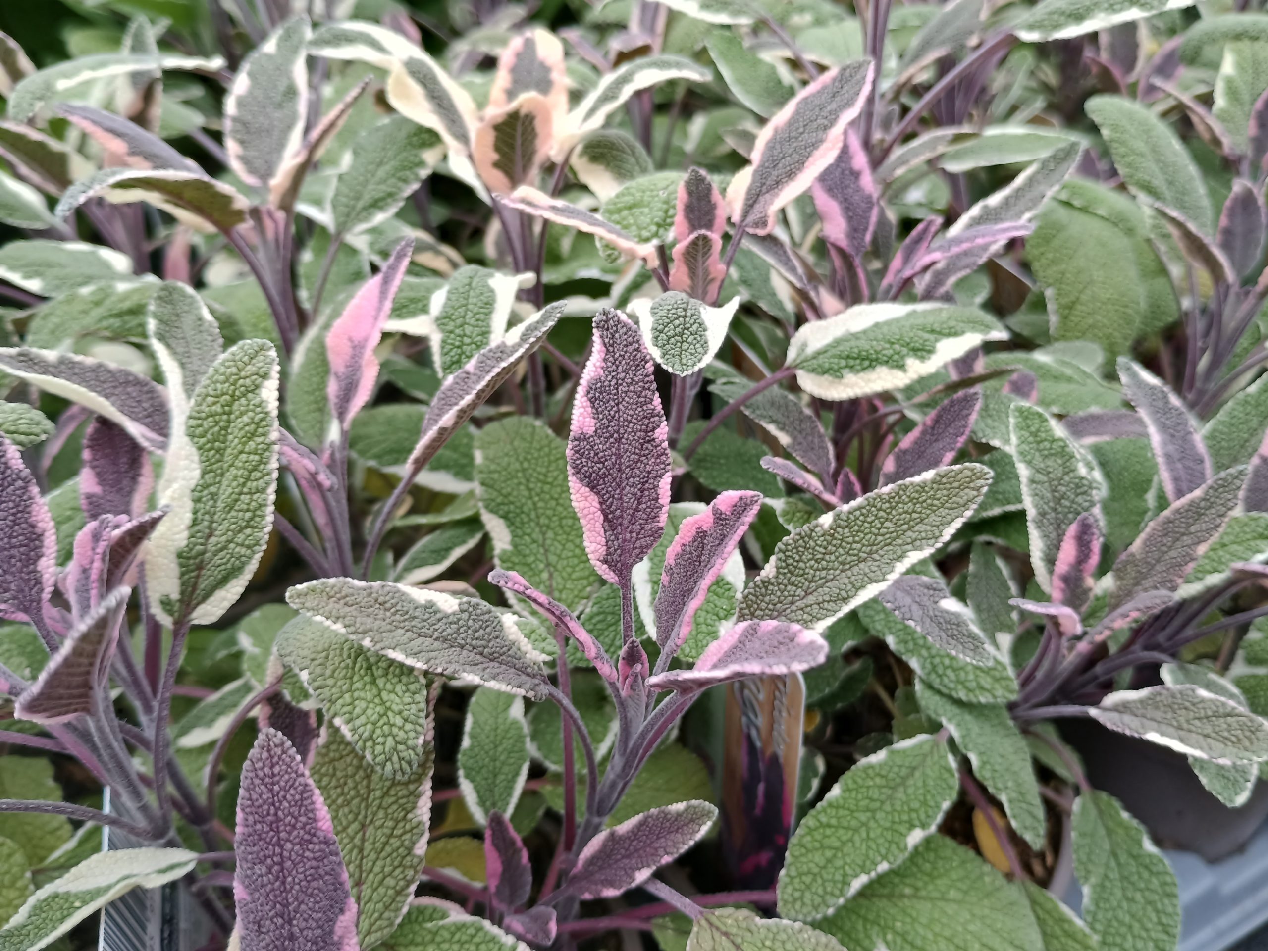 Tricolor Sage (Salvia officinalis 'Tricolor')