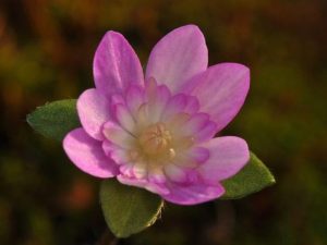 Hepatica japonica var nipponica f. magna 'Bibi'