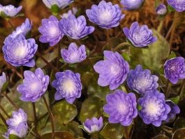 Hepatica japonica var. nipponica f. magna 'Daishiho'