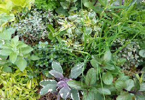 A Collection of Herbs (6 Plants)