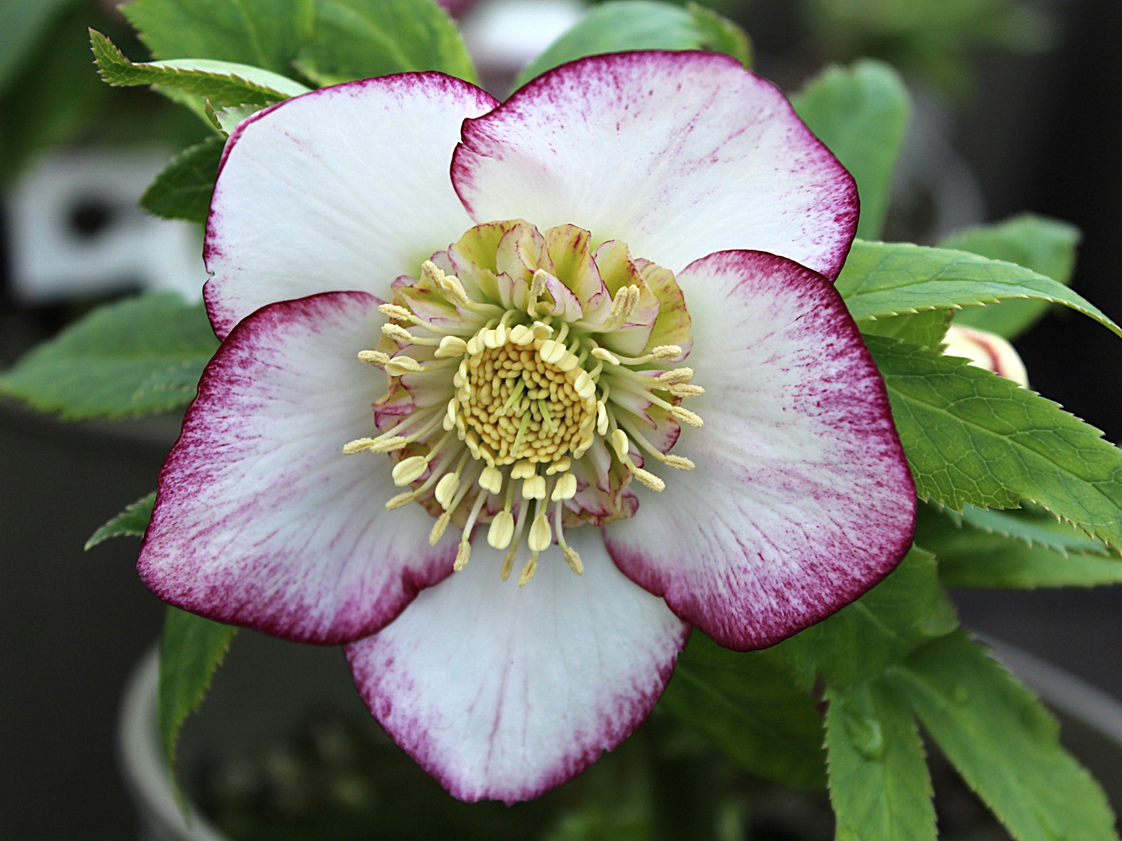 Helleborus x hybridus (Ashwood Garden Hybrids) Anemone Bicolour Light