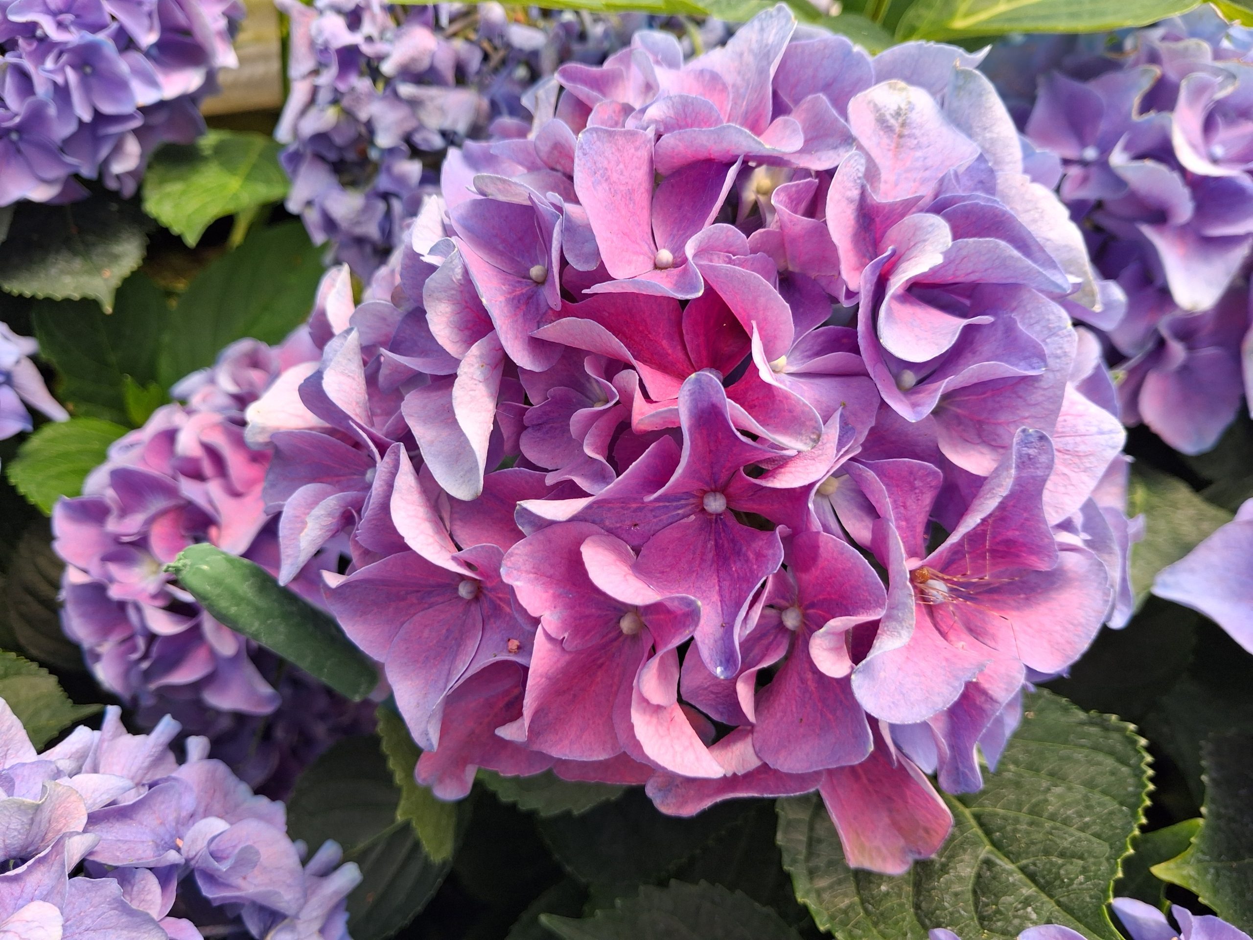 Hydrangea macrophylla 'Lady Mata-Hari'