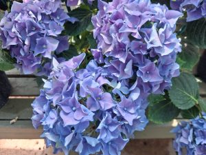Hydrangea macrophylla 'Lady Mata-Hari'