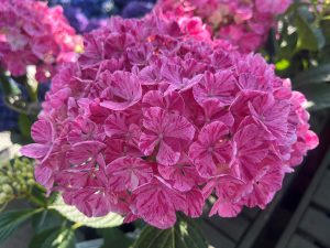 Hydrangea macrophylla 'Pinky Blinder'