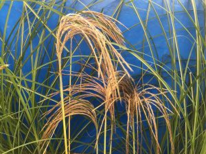 Miscanthus nepalensis