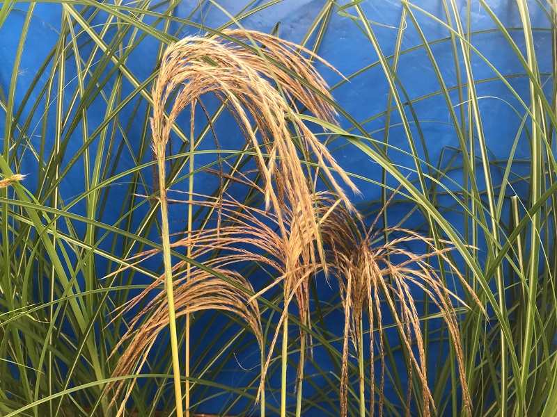 Miscanthus nepalensis