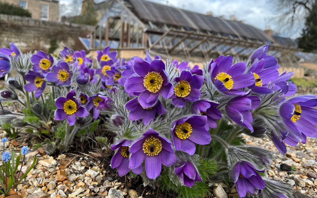 Alpines