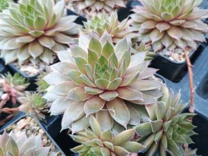 Sempervivum 'Bernstein'