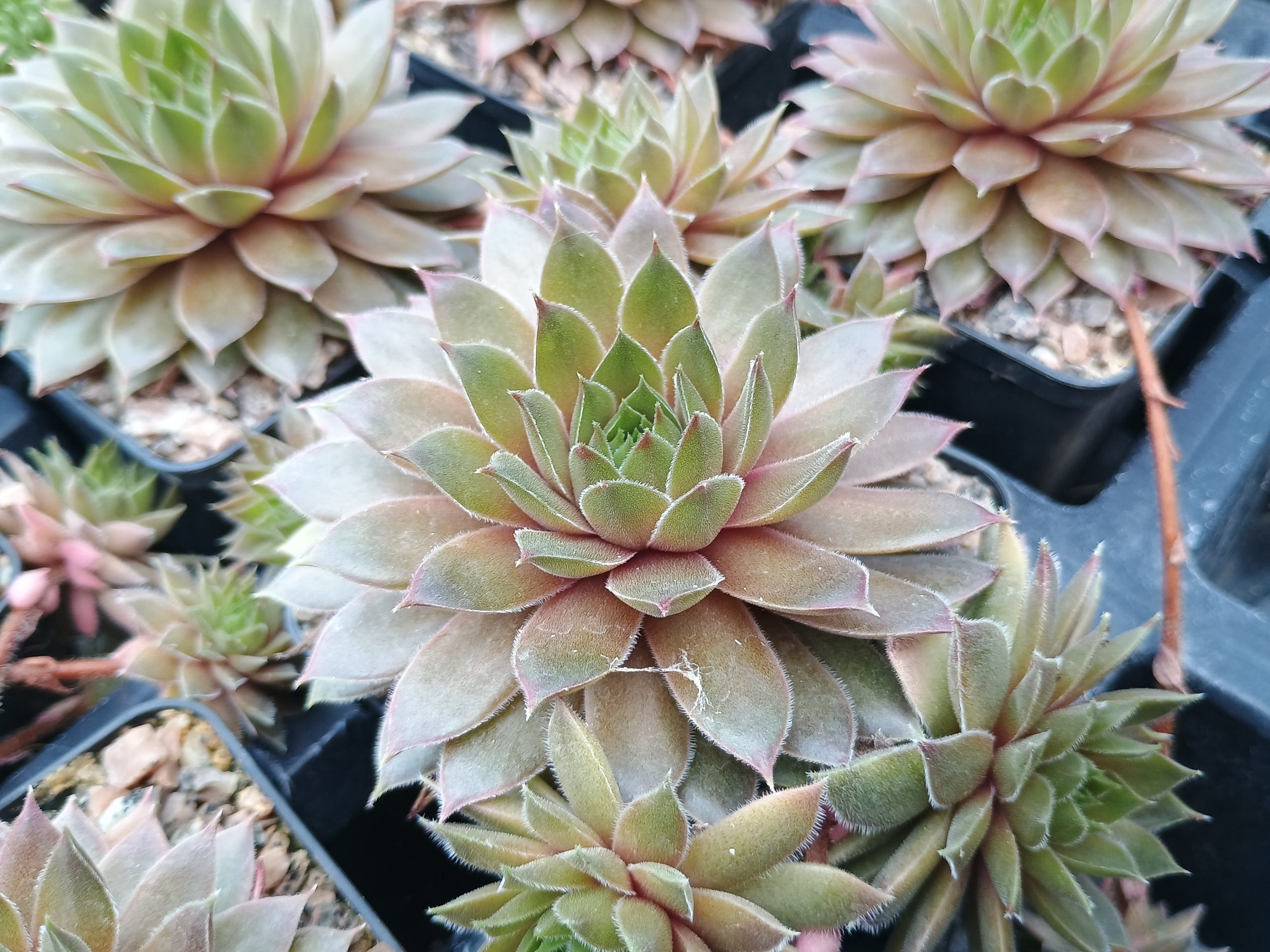 Sempervivum 'Bernstein'