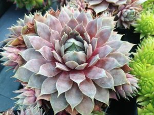 Sempervivum 'Berry Blues' (Ice Blue)