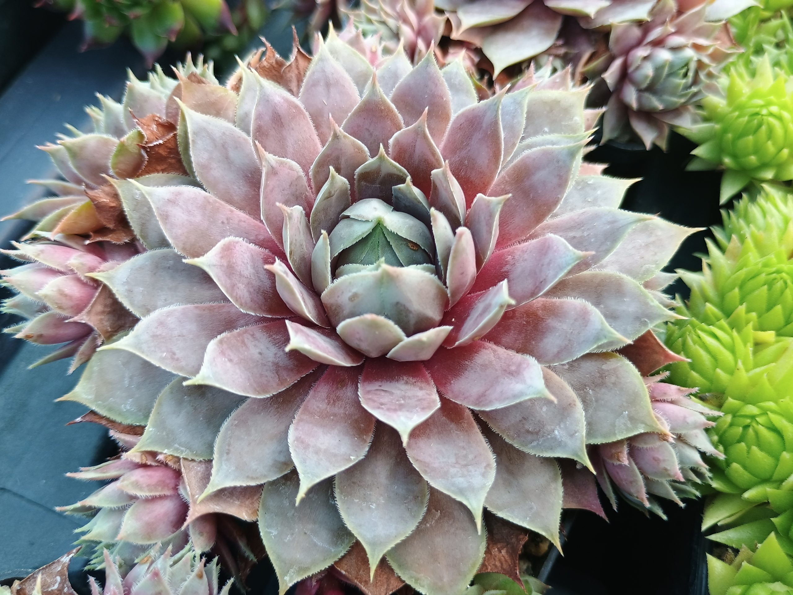 Sempervivum 'Berry Blues' (Ice Blue)
