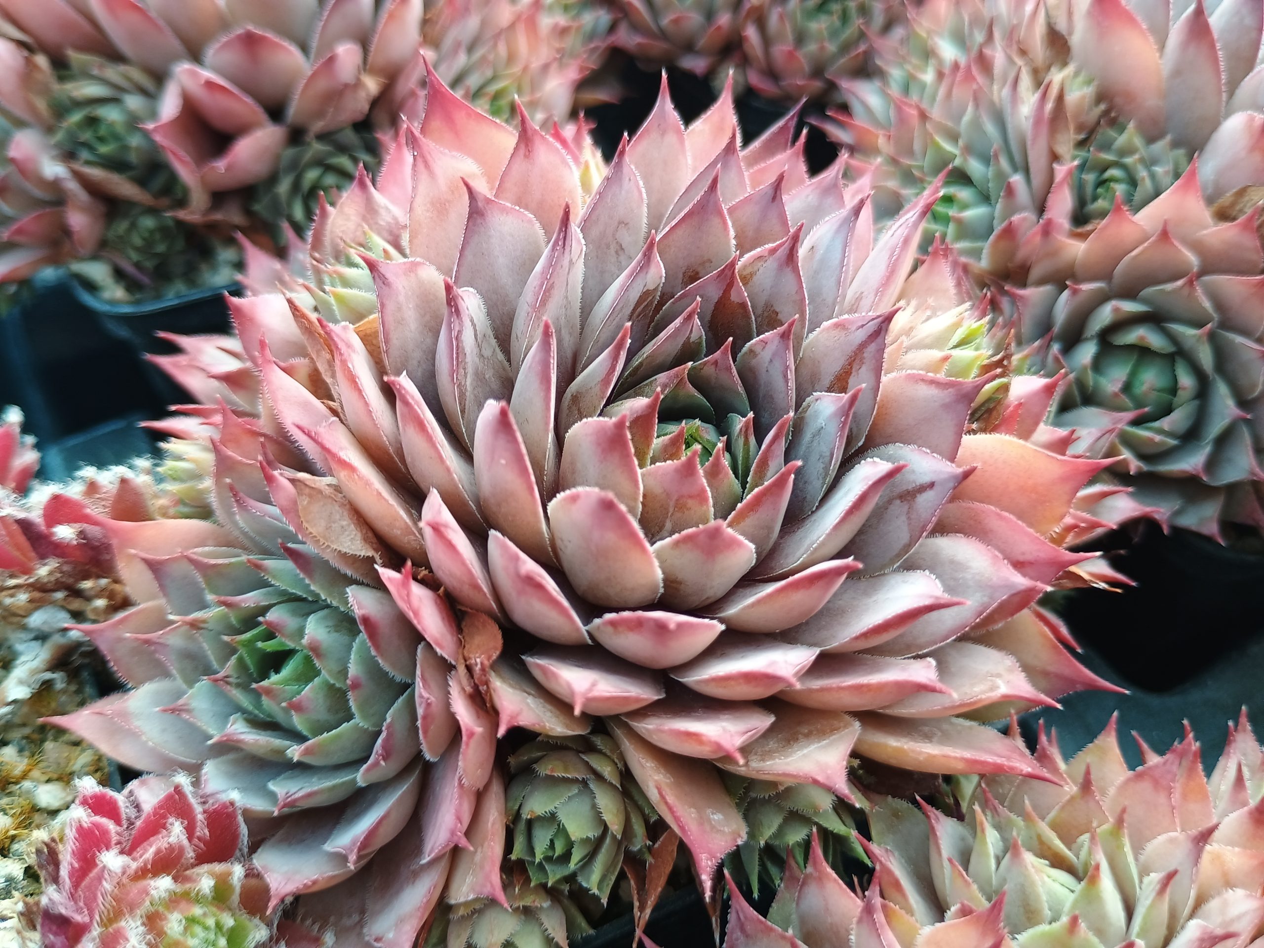 Sempervivum 'Blue Boy'