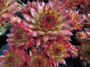 Sempervivum 'Bronco'