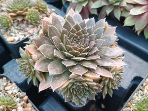 Sempervivum 'Bronze Pastel'