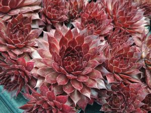 Sempervivum 'Butterscotch Baby' (Hordubal)