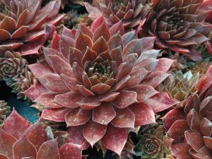 Sempervivum 'Chocolate'