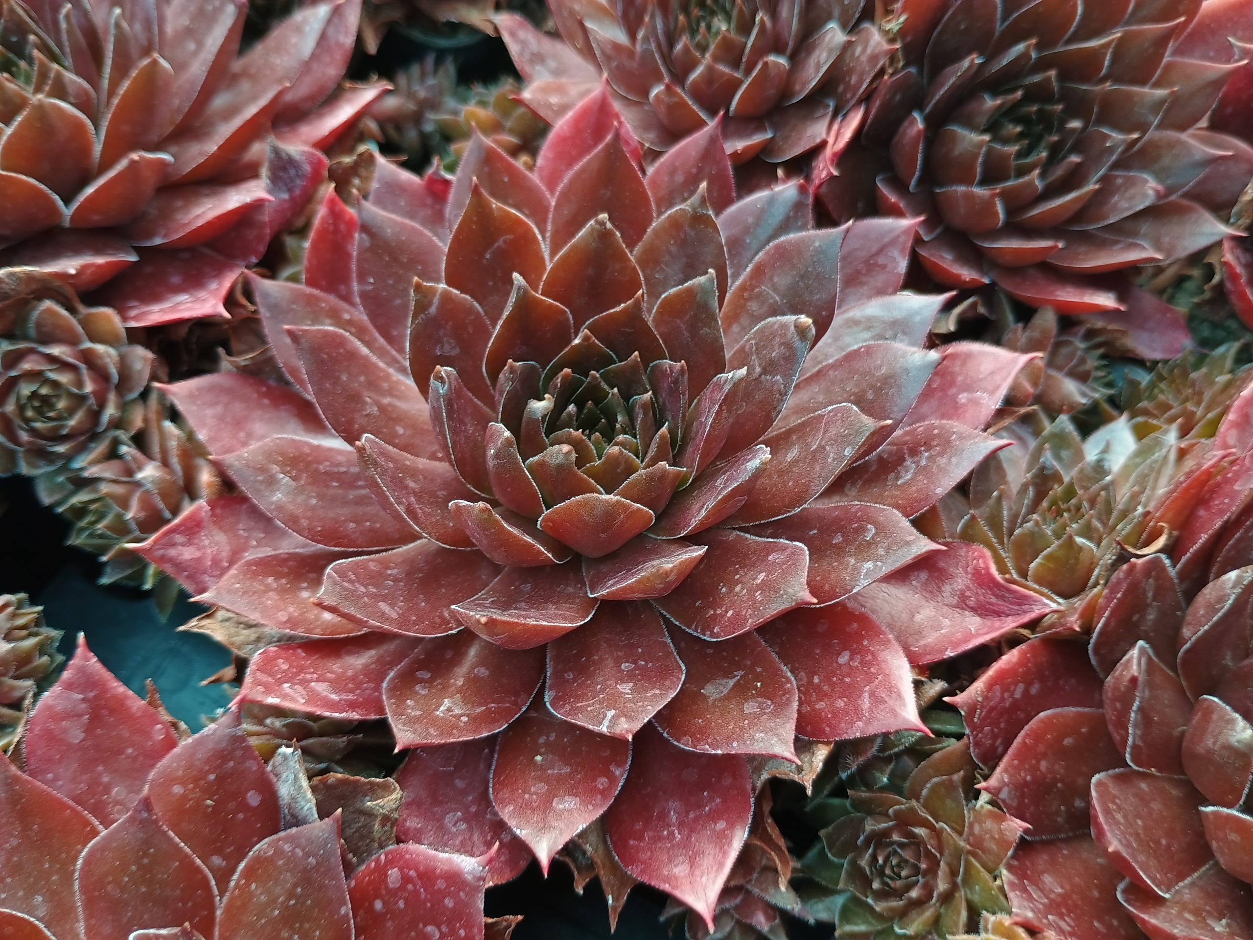 Sempervivum 'Chocolate'