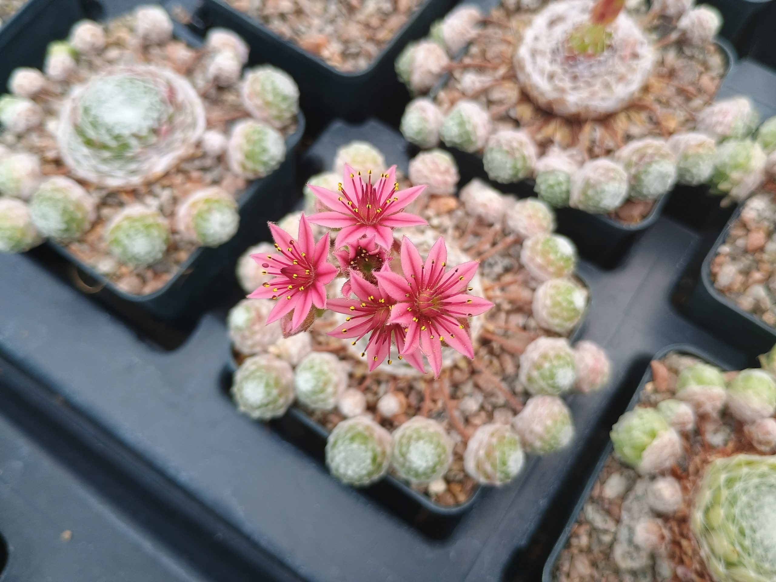 Sempervivum 'Cotton Candy'