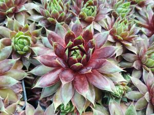 Sempervivum 'Cranberry Cocktail'