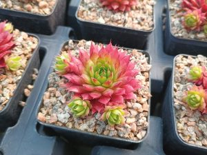 Sempervivum 'Flasher'