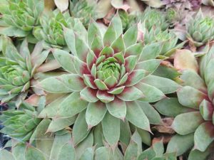 Sempervivum 'Gold Nugget'