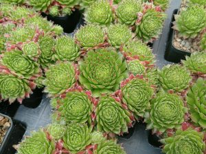 Sempervivum 'Green Dragon'