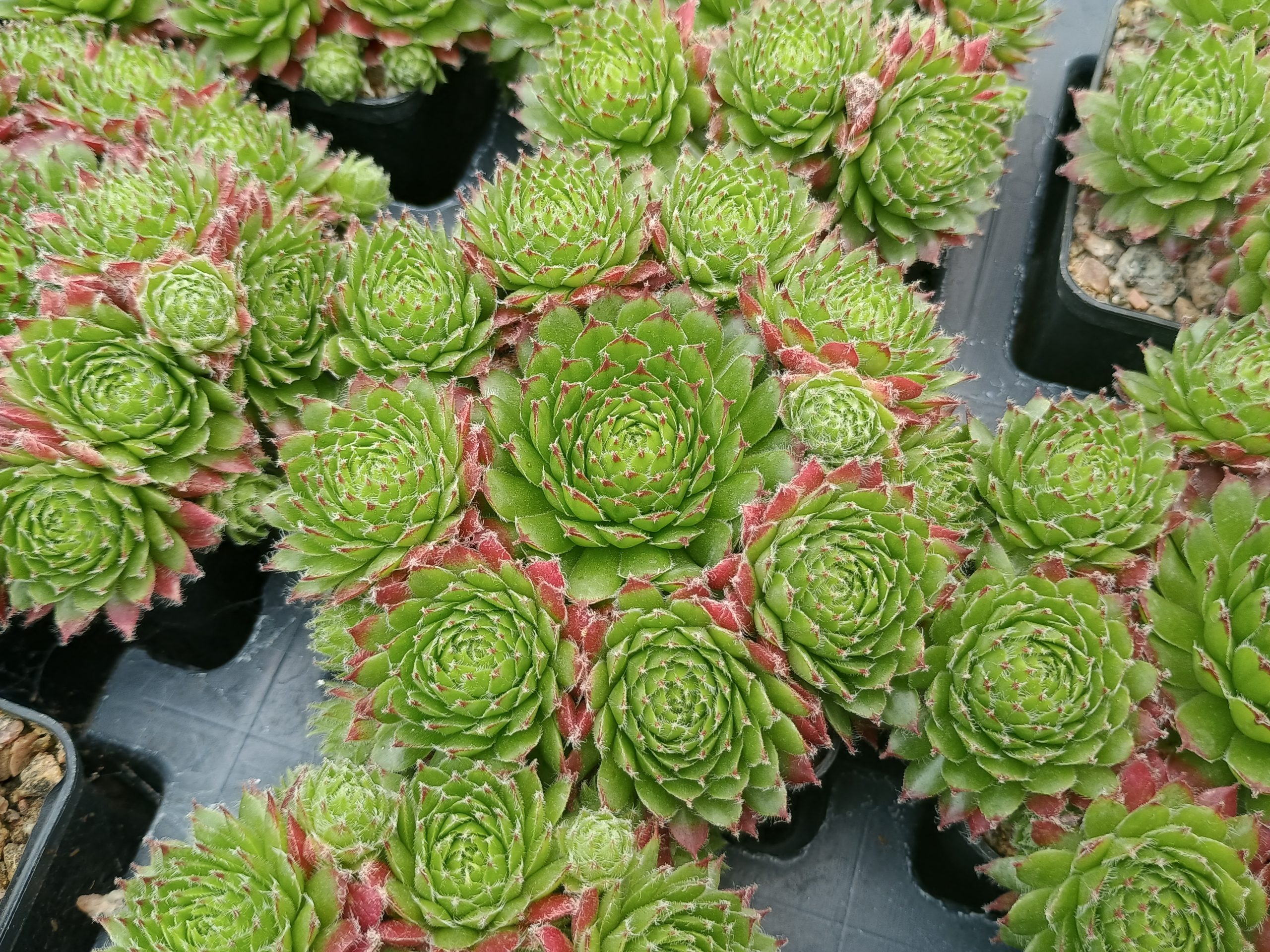 Sempervivum 'Green Dragon'