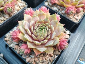 Sempervivum 'Grey Ghost'