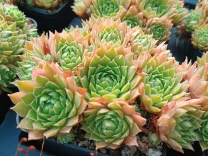 Sempervivum giuseppii ('Guiseppe Wale')
