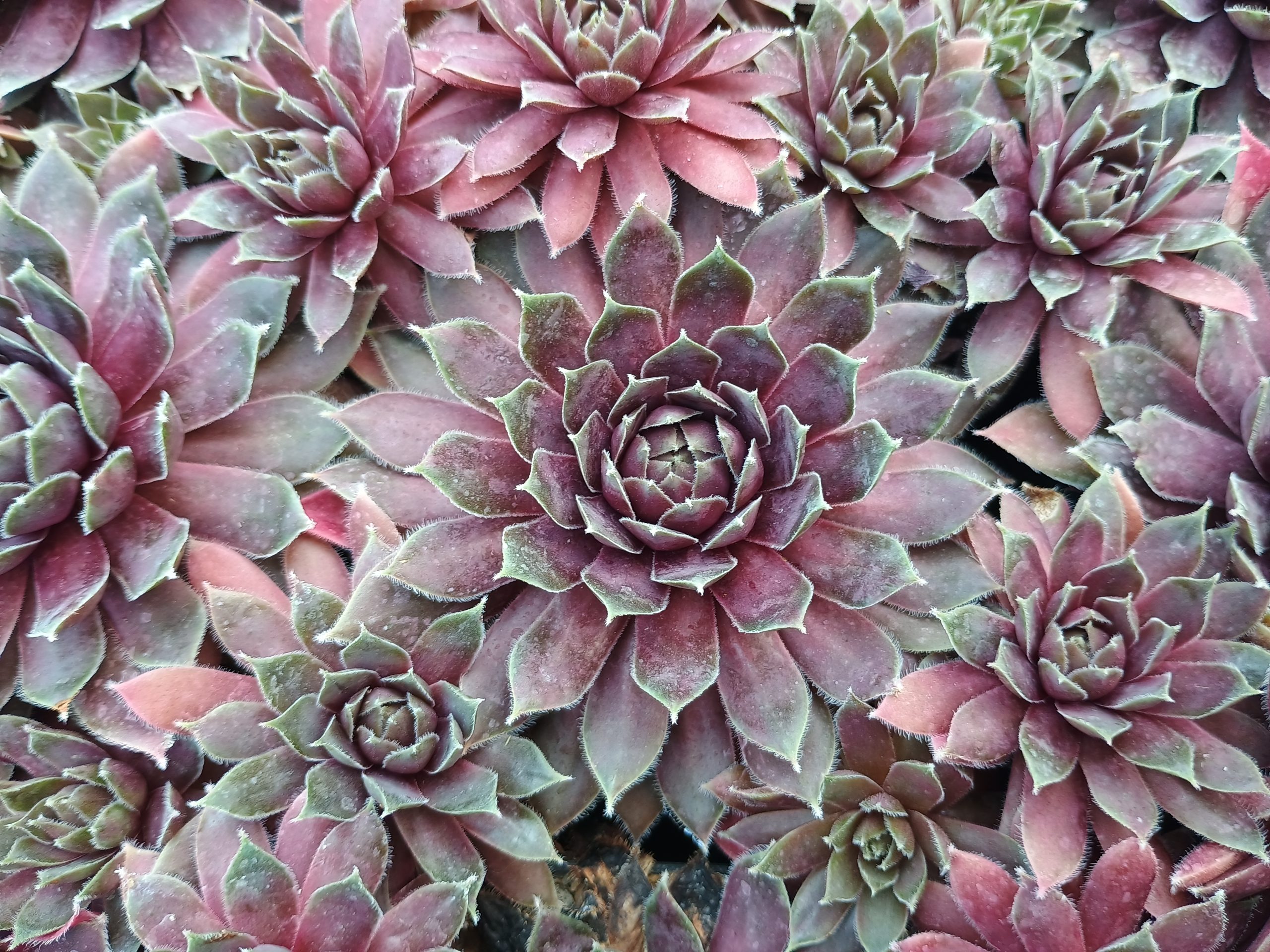 Sempervivum 'Irazu'