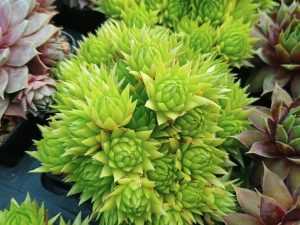Sempervivum 'Key Lime Kiss'