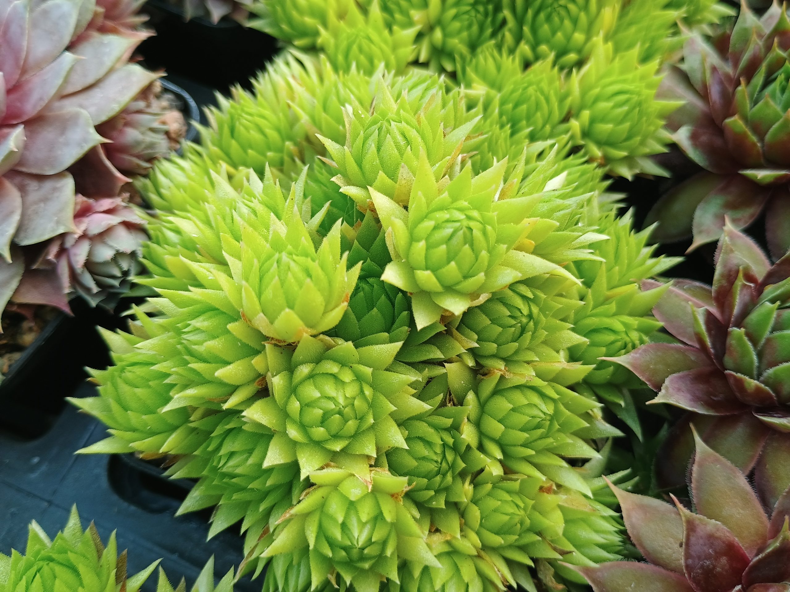 Sempervivum 'Key Lime Kiss'